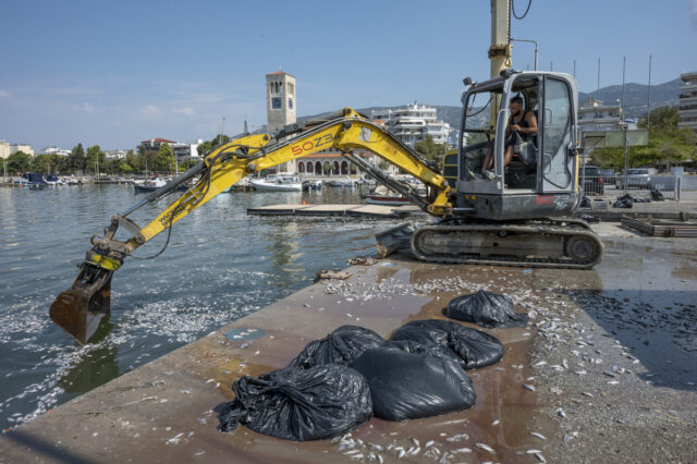 Παγασητικός: Καθάρισε αφού μαζεύτηκαν 270 τόνοι νεκρών ψαριών