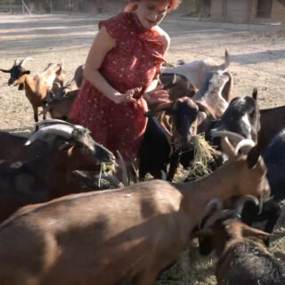 Τα 150 ζώα της Vegan Farm και οι διασώσεις από φωτιές, πλημμύρες και παράνομα εκτροφεία