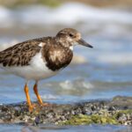 Σήμα κινδύνου για τα μεταναστευτικά παρυδάτια πουλιά