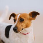 «Together We Paw» από την Dogs’ Voice: 50 σκύλοι αναζητούν το παντοτινό τους σπίτι