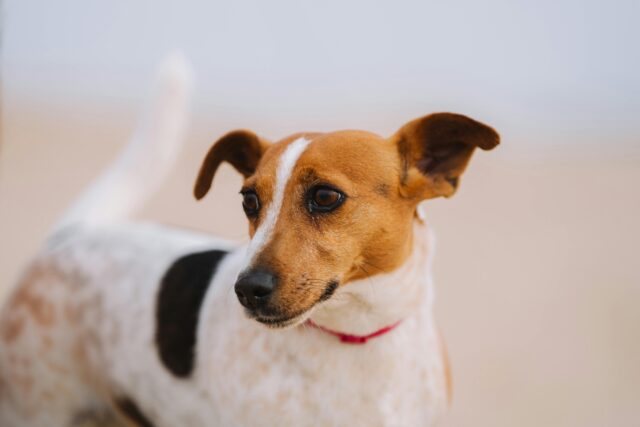 «Together We Paw» από την Dogs’ Voice: 50 σκύλοι αναζητούν το παντοτινό τους σπίτι