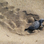 WWF: Το φετινό ρεκόρ ωοτοκίας της Caretta και οι δράσεις προστασίας