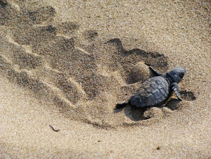 WWF: Το φετινό ρεκόρ ωοτοκίας της Caretta και οι δράσεις προστασίας