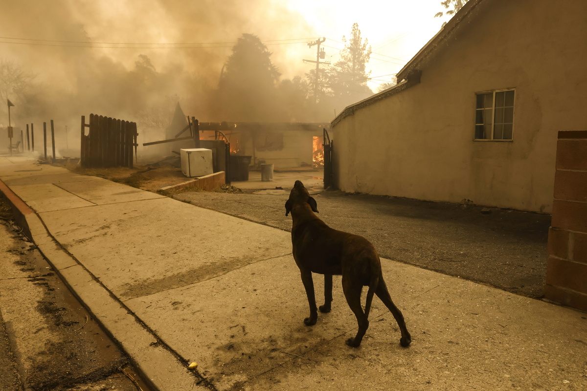 Wildfires Los Angeles