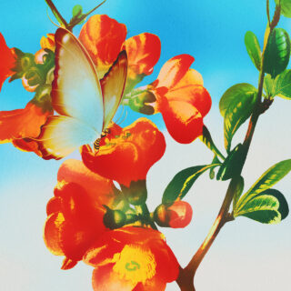 Ανθισμένη μου τσιντόνια!