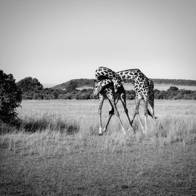 «Η αίγλη των ζώων» μέσα από την τέχνη του κοσμήματος και της φωτογραφίας