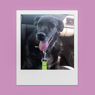 Κάνοντας ευθανασία στον σκύλο μου