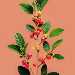 Αν πάρω Ασβαγκάντα θα βρω την ηρεμία μου;