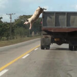 «Why Look at Animals?»: Ομαδική έκθεση στο ΕΜΣΤ με περισσότερους από 60 καλλιτέχνες