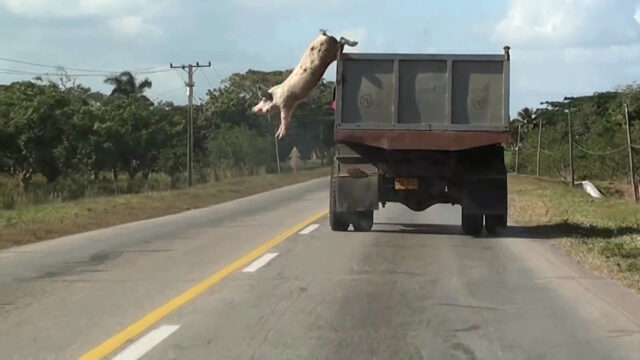 «Why Look at Animals?»: Ομαδική έκθεση στο ΕΜΣΤ με περισσότερους από 60 καλλιτέχνες