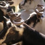 Ουλόκερος, μια αρχαία ελληνική γίδα, απειλείται με εξαφάνιση