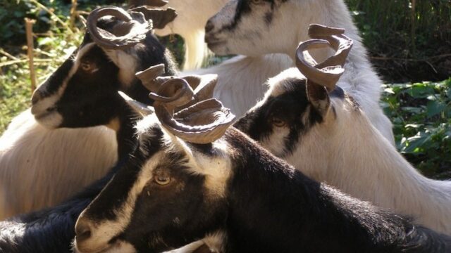 Ουλόκερος, μια αρχαία ελληνική γίδα, απειλείται με εξαφάνιση