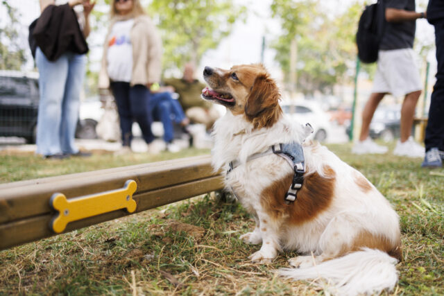 Η Θεσσαλονίκη απέκτησε το πρώτο της πιστοποιημένο πάρκο σκύλων