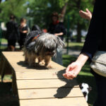 Θεσσαλονίκη: Εγκαινιάστηκε το δεύτερο πιστοποιημένο πάρκο σκύλων