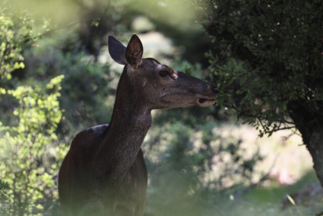«Δραματική μείωση» του κόκκινου ελαφιού στην Πάρνηθα