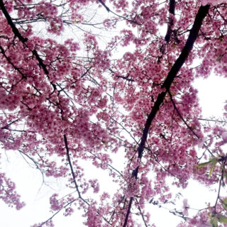 Ένα βουνό που κρύβεται: Η Ιαπωνία του Παντελή Μάκκα