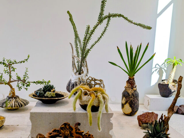 Φυτεμένα κεραμικά σε γκαλερί από το NERAW: Η πιο ήσυχη επανάσταση της τέχνης στην πόλη