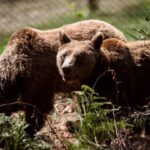 Δράμα: Αρκούδα επιτέθηκε σε δύο πεζοπόρους στην περιοχή του Φρακτού Παρανεστίου