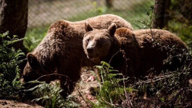Δράμα: Αρκούδα επιτέθηκε σε δύο πεζοπόρους στην περιοχή του Φρακτού Παρανεστίου