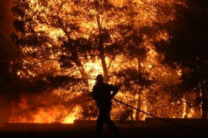 WWF: Η «Ενεργή Μάχη» για τα δάση αρχίζει τώρα