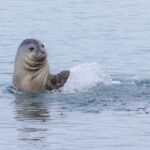 Δράση για την Προστασία της Μεσογειακής Φώκιας Monachus Monachus