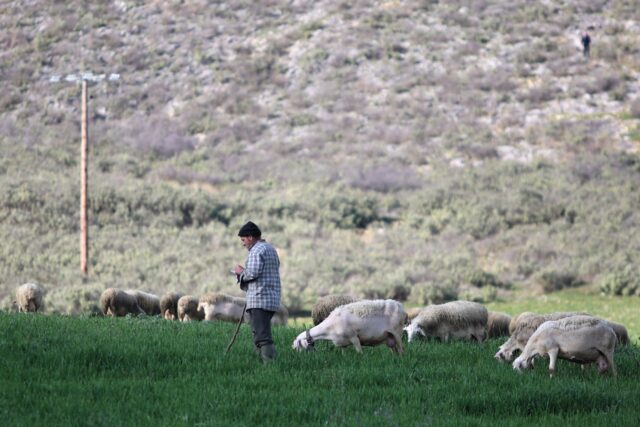 Διαμαρτυρία κτηνοτρόφων στη Περιφέρεια Θεσσαλίας για την ευλογιά των αιγοπροβάτων