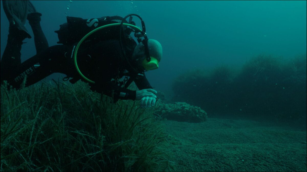 Μπλε Δάση - COSMOTE HISTORY HD 