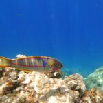 Copernicus Marine: Συναγερμός για τη βιοποικιλότητα και την αλιεία στη Μεσόγειο