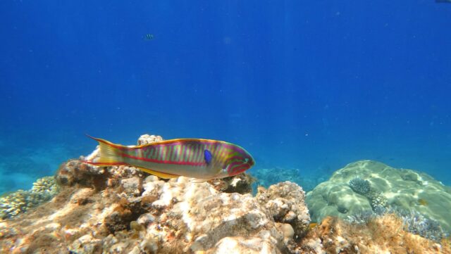 Copernicus Marine: Συναγερμός για τη βιοποικιλότητα και την αλιεία στη Μεσόγειο