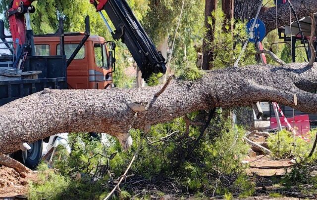 Η ανακοίνωση του Δήμου Αθηναίων στην πτώση των δέντρων