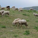 ΕΟΦ: Δεν υπάρχει αδειοδοτημένο εμβόλιο κατά της ευλογιάς των αιγοπροβάτων στην Ελλάδα και στην ΕΕ