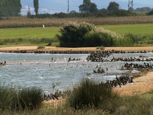 Θεσσαλονίκη: Έκαναν εξορύξεις άμμου σε περιοχή Natura 2000