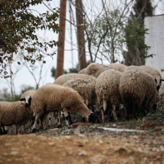 ΥΠΑΑΤ: Νέες πληρωμές σε Περιφέρειες και κτηνοτρόφους για τα θανατωθέντα ζώα