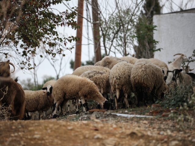 ΥΠΑΑΤ: Νέες πληρωμές σε Περιφέρειες και κτηνοτρόφους για τα θανατωθέντα ζώα