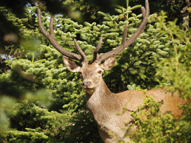 WWF: Οικολογικοί διάδρομοι για την εξάπλωση του κόκκινου ελαφιού