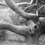 35 σύγχρονες ελληνίδες φωτογράφοι σε μία έκδοση