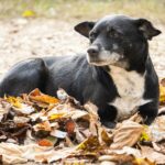 Θεσσαλονίκη: 90χρονος έθαψε ζωντανό το σκυλί της κόρης του