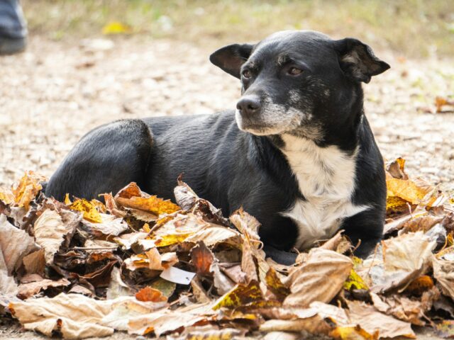 Θεσσαλονίκη: 90χρονος έθαψε ζωντανό το σκυλί της κόρης του