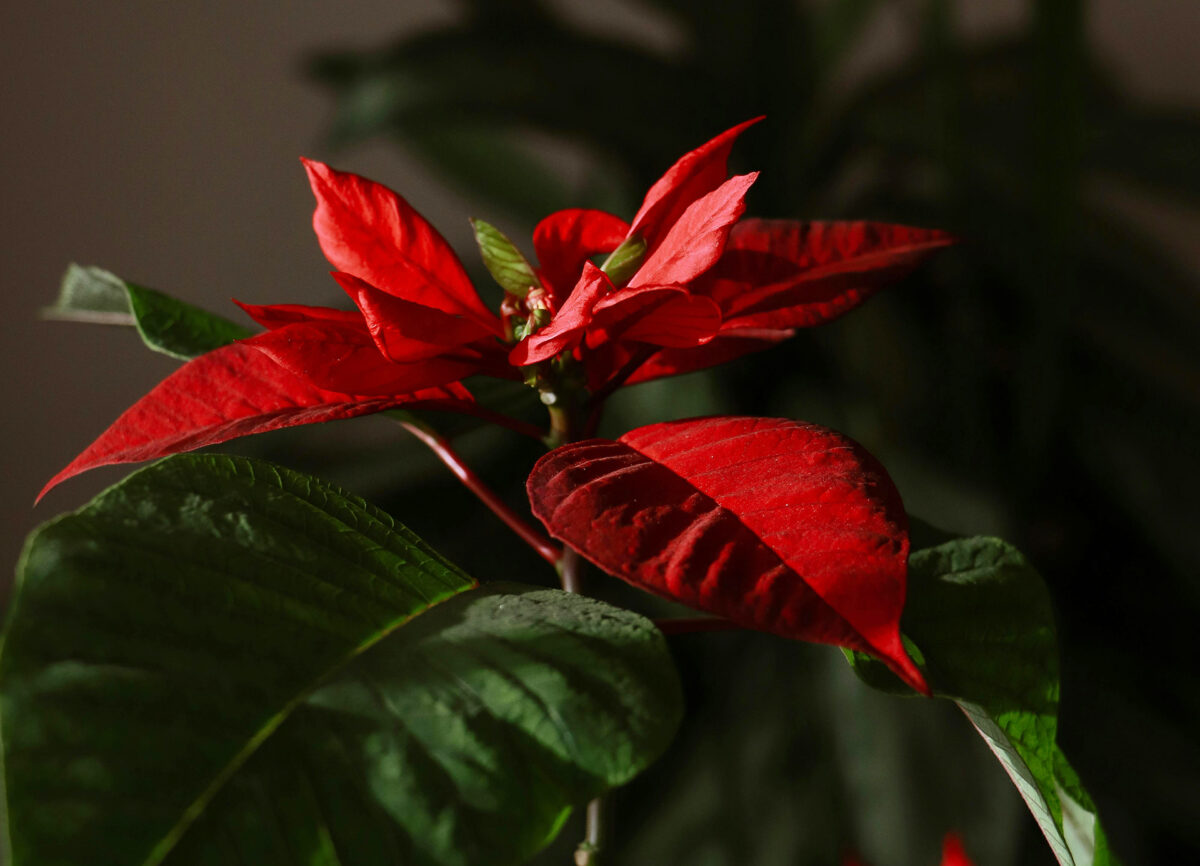 Αλεξανδρινό