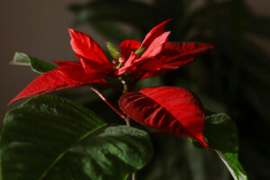 Σώσε το Αλεξανδρινό σου