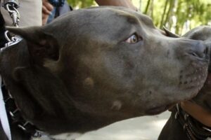 Ζάκυνθος: Συγκλονίζει ο θάνατος του 2χρονου από επίθεση πιτ μπουλ