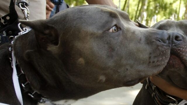 Ζάκυνθος: Συγκλονίζει ο θάνατος του 2χρονου από επίθεση πιτ μπουλ