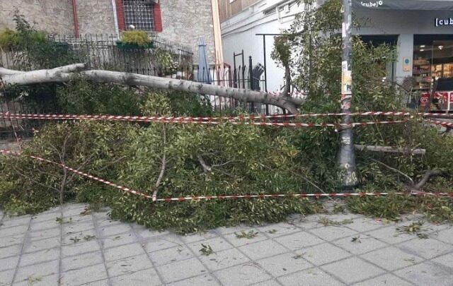 Θεσσαλονίκη: Μεγάλο δέντρο έπεσε σε δύο αυτοκίνητα στη Χαριλάου