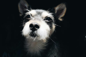 Μήπως ο σκύλος σου είναι ιδιοφυία;