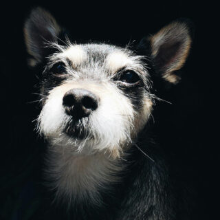 Μήπως ο σκύλος σου είναι ιδιοφυία;