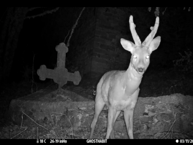 Ελληνικός μήνας & Θαλασσόκαμπος: Finissage των εκθέσεων στο ΕΜΣΤ