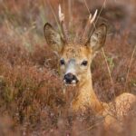 Θεσσαλονίκη: Ζευγάρι ζαρκαδιών εντοπίστηκε στο Σέιχ Σου