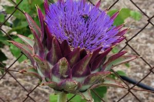 Η καλλιέργεια της αγριοαγκινάρας προσφέρει ενεργειακά και περιβαλλοντικά οφέλη, σύμφωνα με το Πανεπιστήμιο Θεσσαλίας