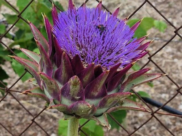 Η καλλιέργεια της αγριοαγκινάρας προσφέρει ενεργειακά και περιβαλλοντικά οφέλη, σύμφωνα με το Πανεπιστήμιο Θεσσαλίας