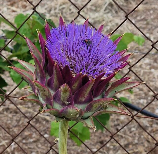 Η καλλιέργεια της αγριοαγκινάρας προσφέρει ενεργειακά και περιβαλλοντικά οφέλη, σύμφωνα με το Πανεπιστήμιο Θεσσαλίας